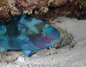 Is this my good side?? by Chris Miskavitch 